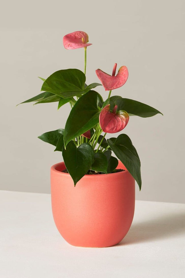 Radiant Rose Planter Hover Image