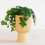 Rigged planter (Set of 4)