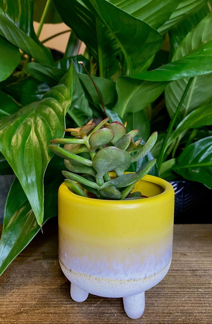 Leg Yellow Planter (Set of 2)