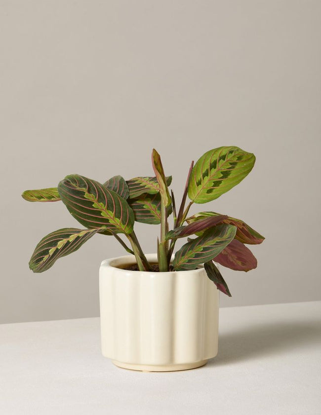 Terracotta Indoor Eden planter Hover Image