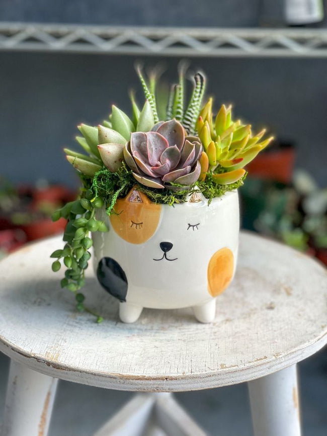 Spark Dazzle Cat Shape Planter Main Image