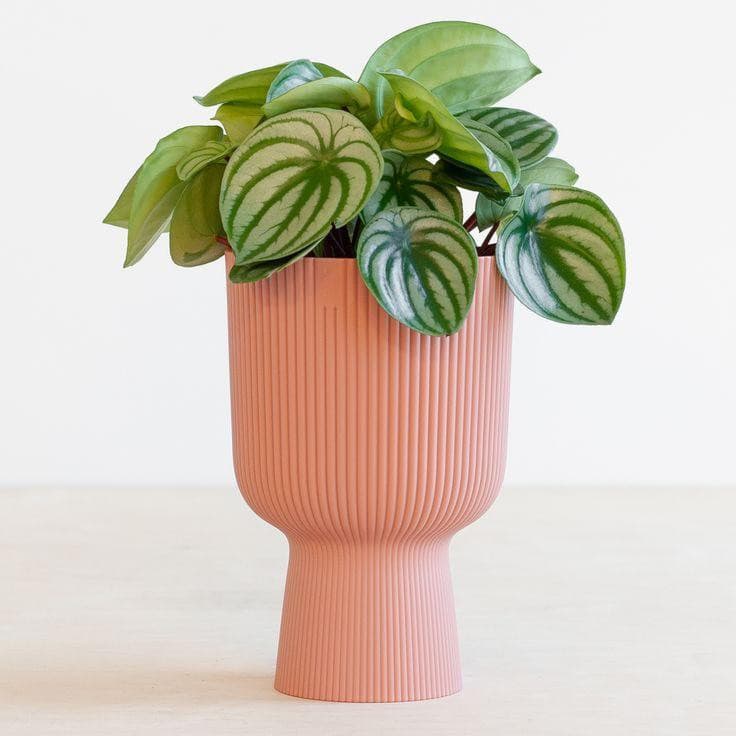 Rigged planter (Set of 4)