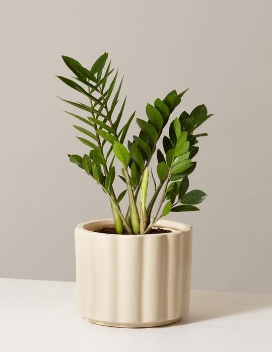Terracotta Indoor Eden planter