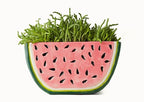 Watermelon and Orange Shape planter